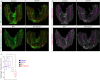Figure 1—figure supplement 3.