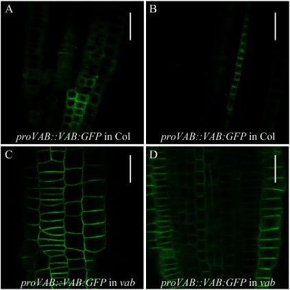 Figure 2. Subcellular localization analysis of VAB under control of its authentic promoter in Arabidopsis. (A and B) Subcellular localization of VAB-GFP in Columbia root tips. Surface view (A) and median longitudinal section (B) of root tips are shown. VAB-GFP is expressed by its authentic promoter. (C and D) Subcellular localization of VAB-GFP in vab mutant root tips. Surface view (C) and median longitudinal section of (D) of root tips are shown. VAB-GFP is expressed by its authentic promoter. GFP was excited with 488 nm laser at 20% of laser power and images are taken by Olympus FV1000. Scale bars: 30 µm (A and B), 20 µm (C and D).