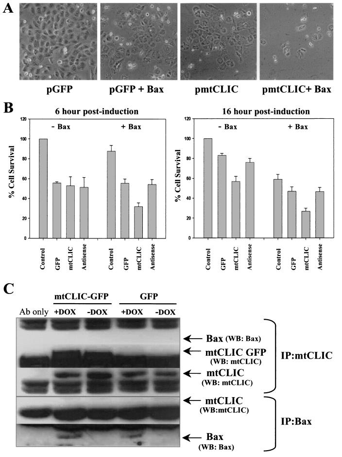 FIG. 7.