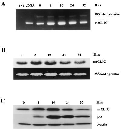 FIG. 5.