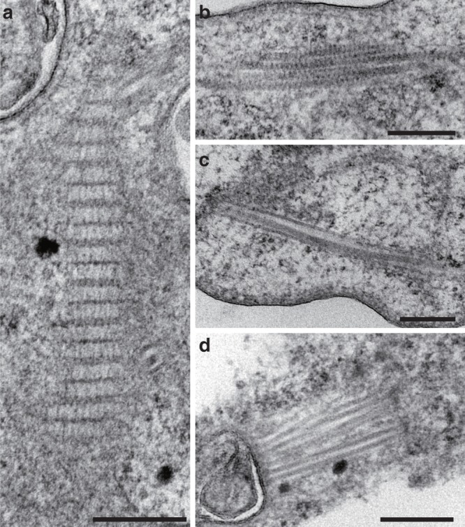 Fig. 5