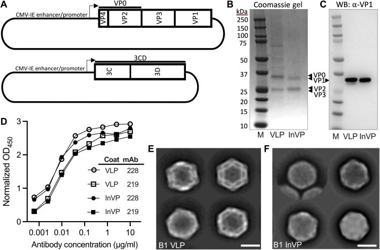 Fig. 1.