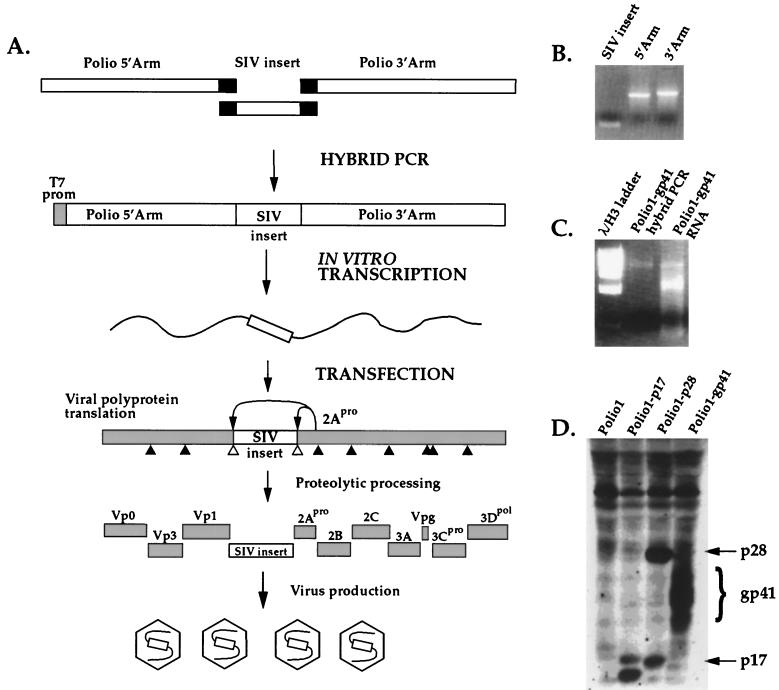 FIG. 1