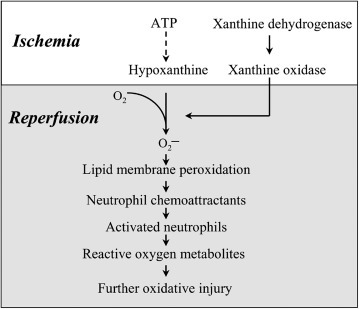 Fig. 12.8