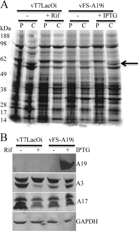 Fig 5