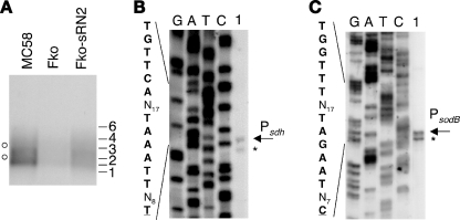 FIG. 2.