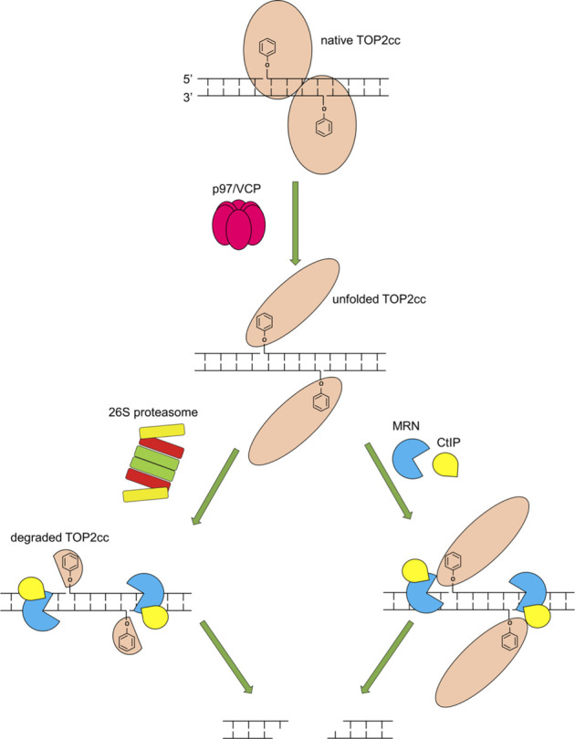 FIGURE 10