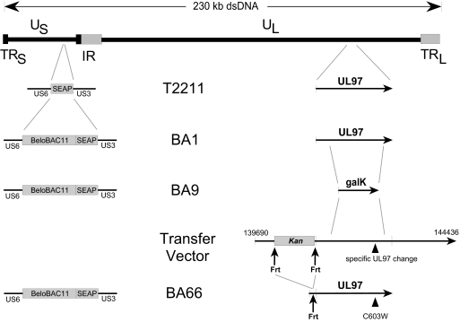 FIG. 1.