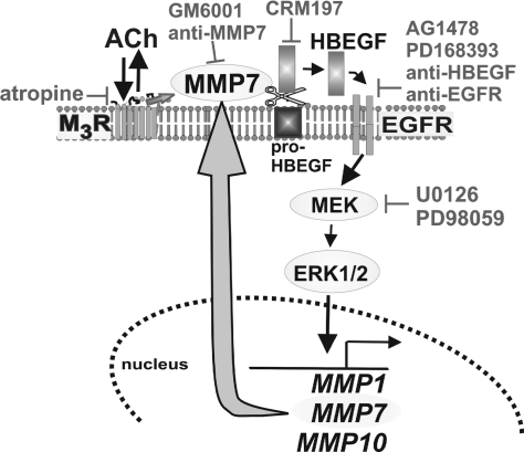 Fig. 7.