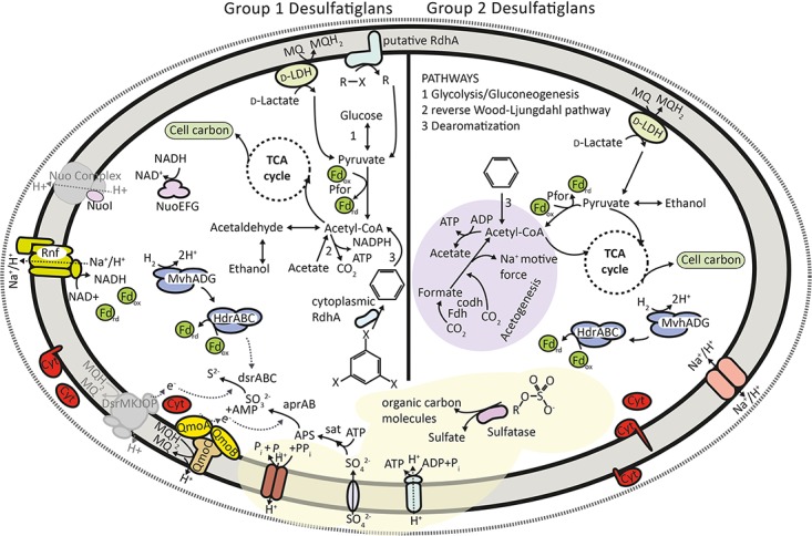 FIGURE 2