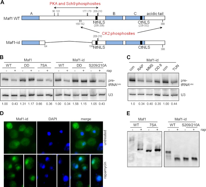 FIGURE 1.