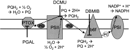 Scheme 1.