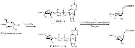 graphic file with name nihms75592u1.jpg