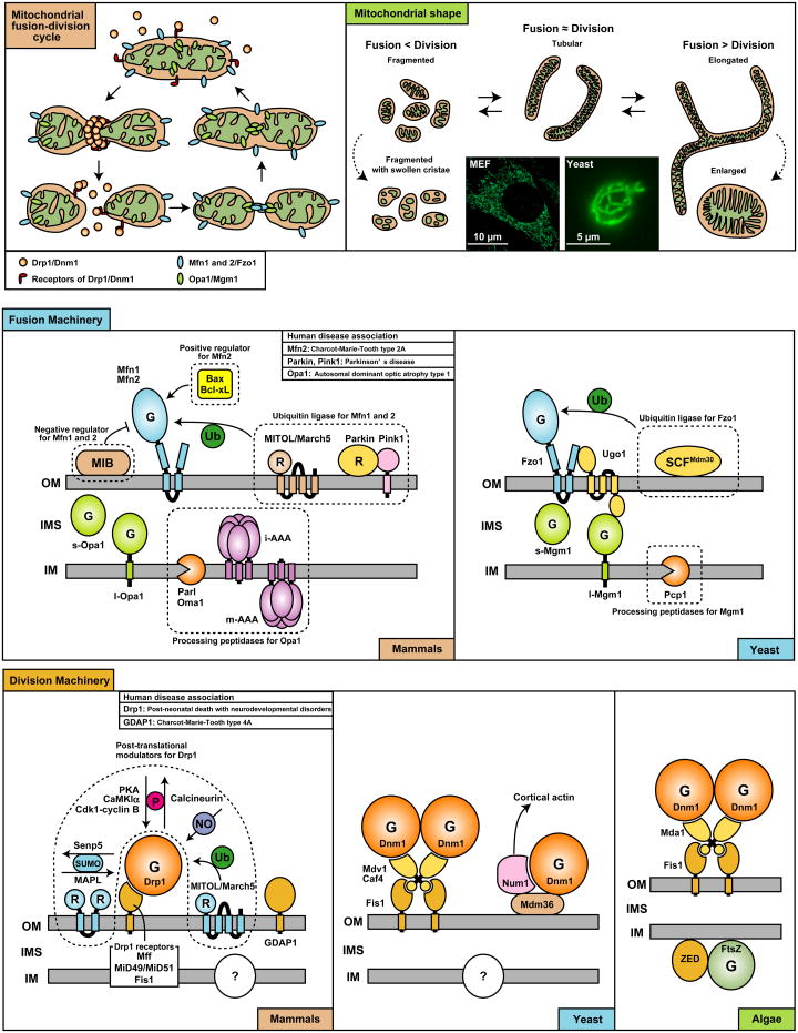 graphic file with name nihms314094f1.jpg