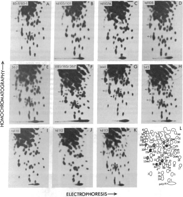 graphic file with name pnas00022-0077-a.jpg