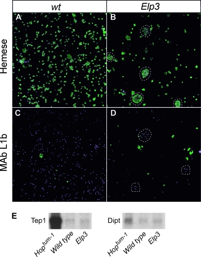 Figure 4.—