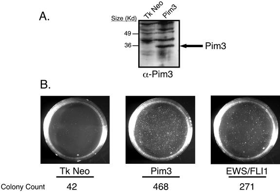 FIG. 5.