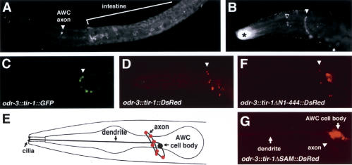 Figure 3.