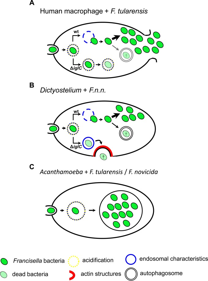 FIG 5