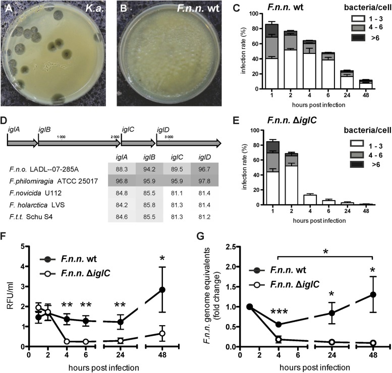 FIG 1