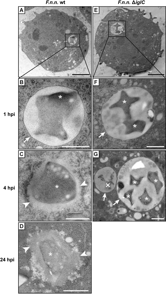 FIG 3