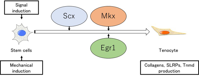 Figure 5.