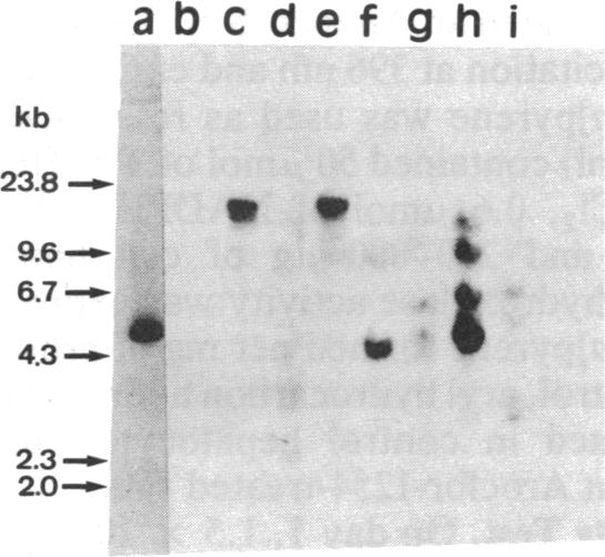 graphic file with name pnas00295-0022-a.jpg