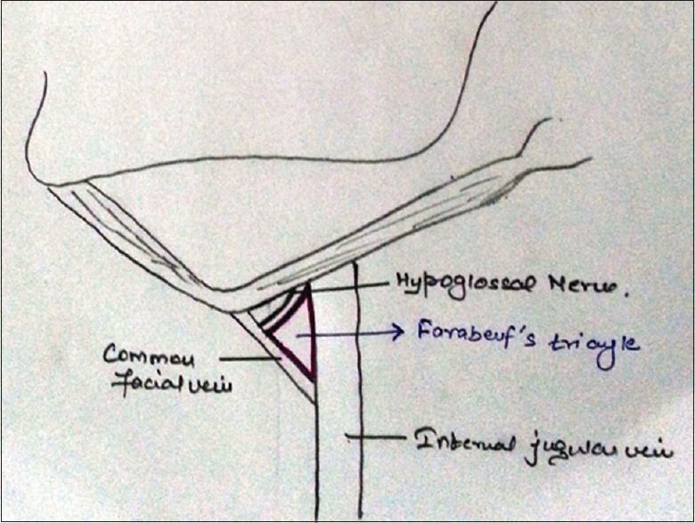 Forgotten triangles of neck - PMC