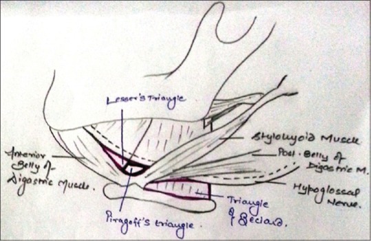 Forgotten triangles of neck - PMC