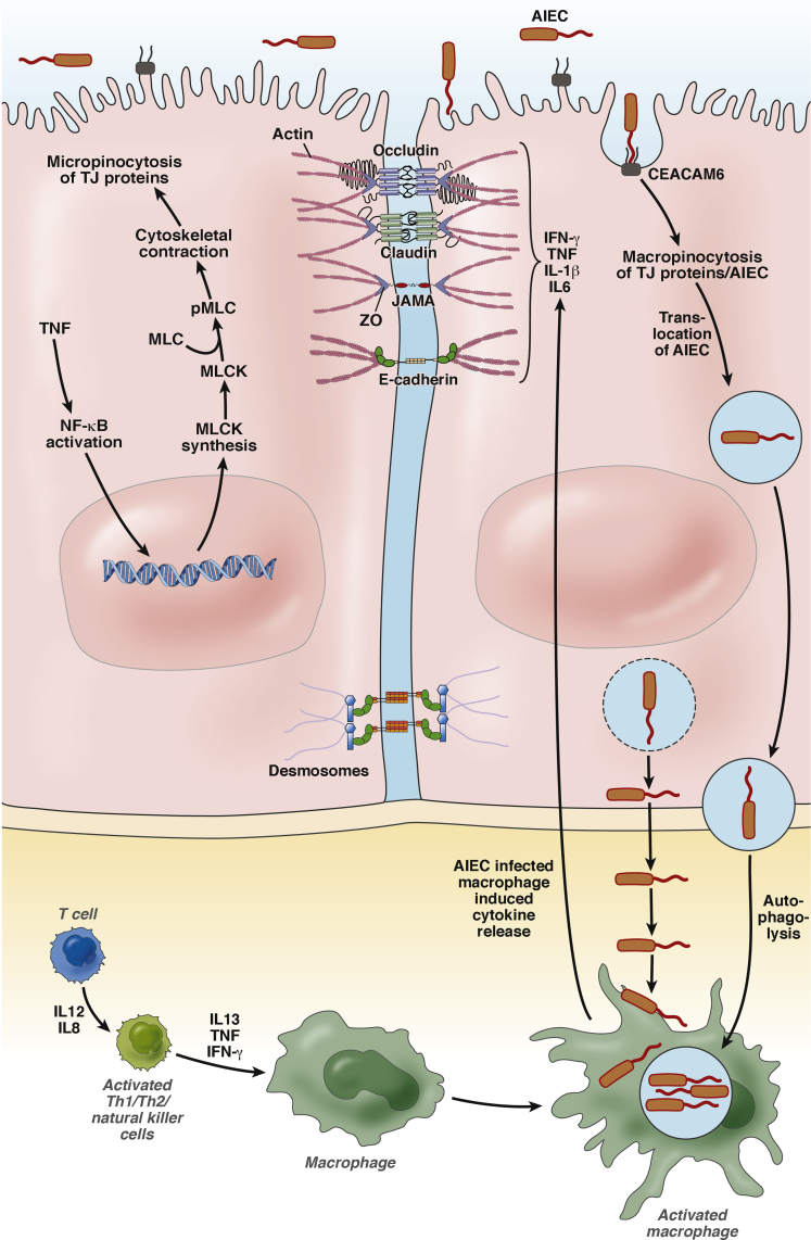 Figure 1