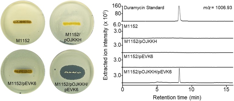 FIG 6