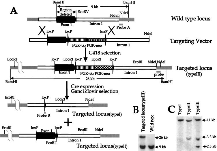 FIG. 1