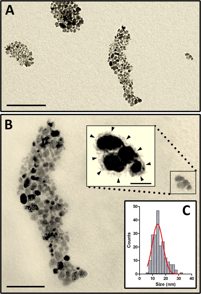 FIGURE 1