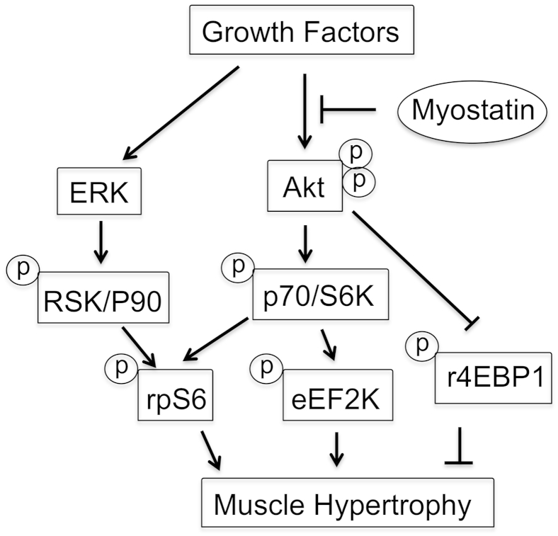 Figure 5