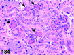 Figure 184