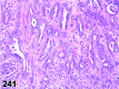 Figure 241