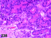 Figure 238