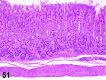 Figure 51