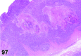 Figure 97
