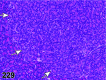 Figure 229