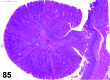 Figure 85