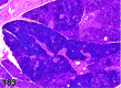 Figure 183