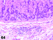 Figure 64