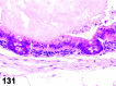 Figure 131