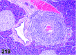 Figure 219