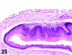 Figure 25