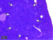 Figure 228