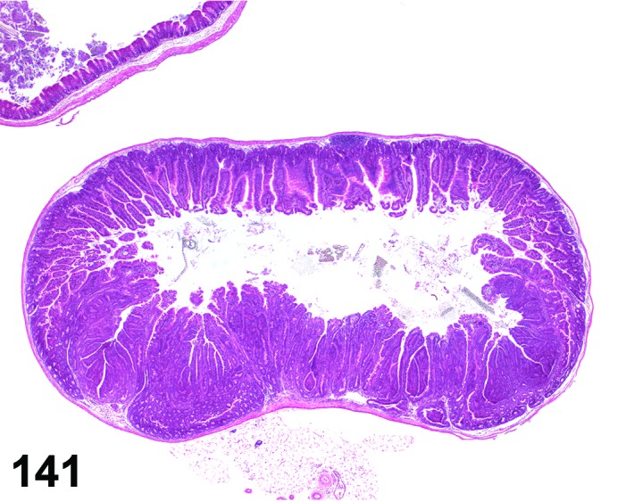 Figure 141