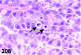 Figure 208
