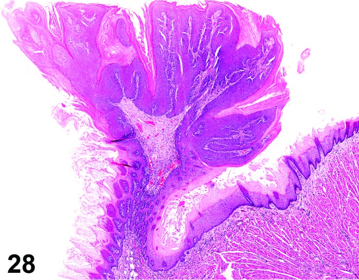 Figure 28